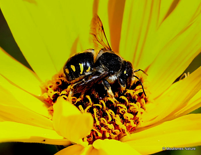 Wool carder bee sp. Anthidium septemspinosum
