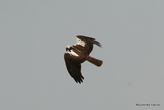 Circus aeruginosus type female