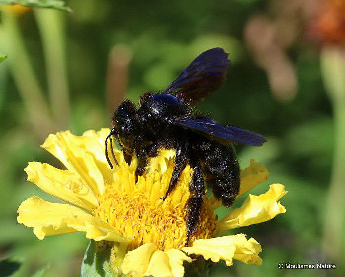 Carpenter Bee sp. (Xylocopa violacea/valga)