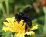 Carpenter Bee sp. (Xylocopa violacea/valga)