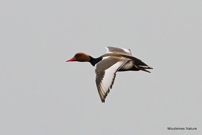 Red-crested Pochard (Netta rufina) M, Nette rousse