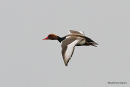 Red-crested Pochard (Netta rufina) M, Nette rousse