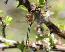 Downy Emerald (Cordulia aenea) M-imm