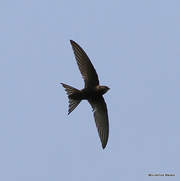 Common Swift (Apus apus) Ad