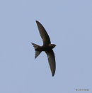 Common Swift (Apus apus) Ad