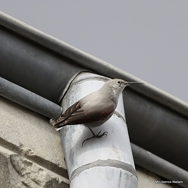 Wallcreeper (Tichodroma muraria), Tichodrome échelette Ad-W