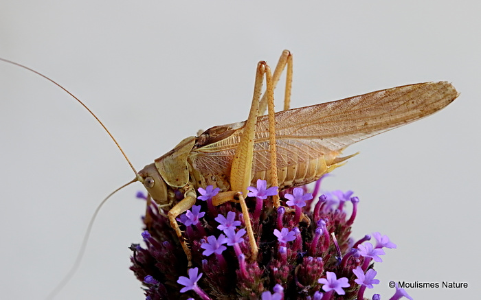 Great Green Bush-cricket (Tettigonia viridissima) M