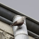 Wallcreeper (Tichodroma muraria), Tichodrome échelette Ad-W