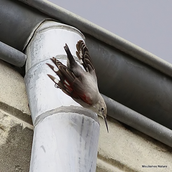 Wallcreeper (Tichodroma muraria), Tichodrome échelette Ad-W