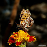 Weaver's Fritillary (Clossinia dia)