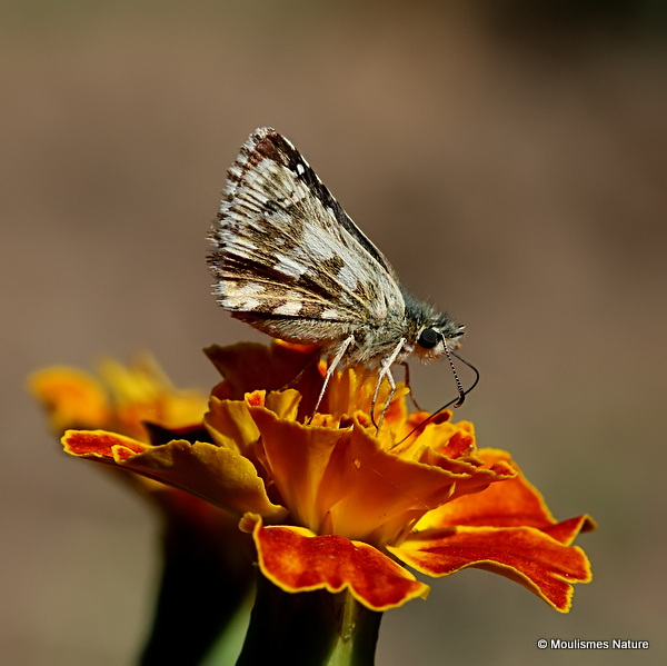 Oberthur's Grizzled Skipper (Pyrgus armoricanus)