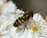Syrphus torvus F