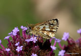 Oberthur's Grizzled Skipper (Pyrgus armoricanus)
