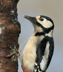 Great Spotted Woodpecker (Dendrocopos major) F