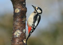 Great Spotted Woodpecker (Dendrocopos major) F