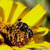 Wool carder bee sp. Anthidium septemspinosum