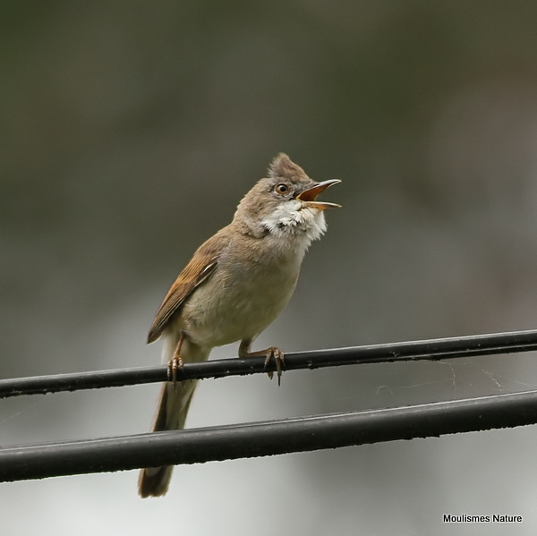 Common Whitethroat (Sylvia communis) M