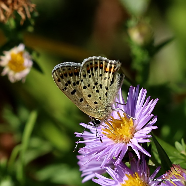Sooty Copper (Lycaena tityrus) M