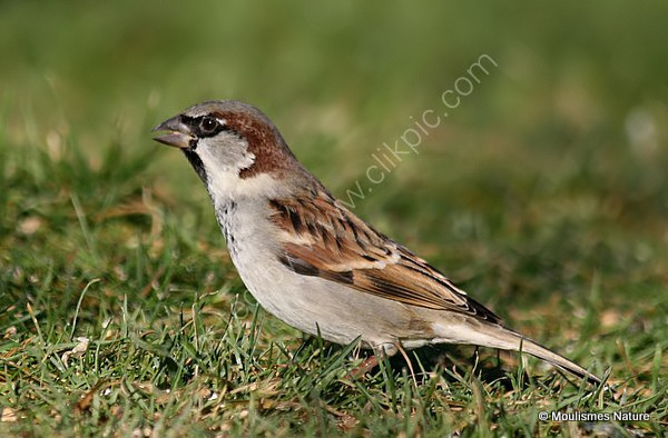 House Sparrow (Passer domesticus) M-W