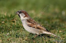 House Sparrow (Passer domesticus) M-W