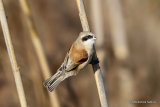 Penduline Tit (Remiz pendulinus) female l'Encanyissada