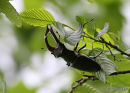Stag Beetle (Lucanus cervus) M