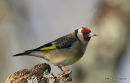 European Goldfinch (Carduelis carduelis)