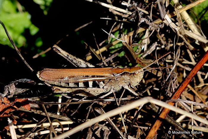 Chorthippus sp. F