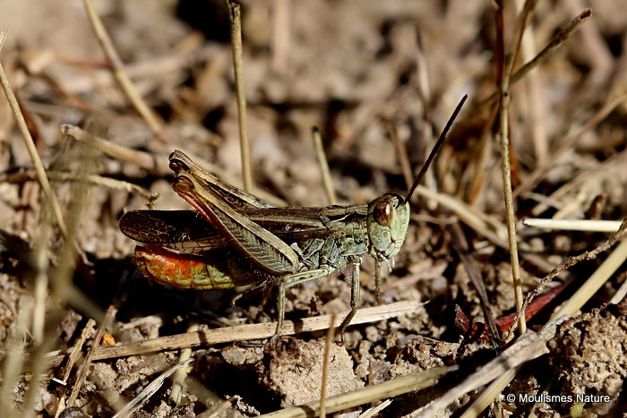 Bow-winged Grasshopper (Chorthippus biguttulus) M