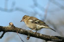 Common Chaffinch (Fringilla coelebs) F
