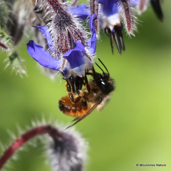 Mason bee sp. Osmia cornuta