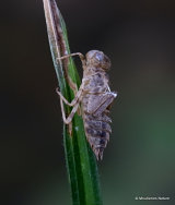Violet Dropwing (Trithemis annulata)