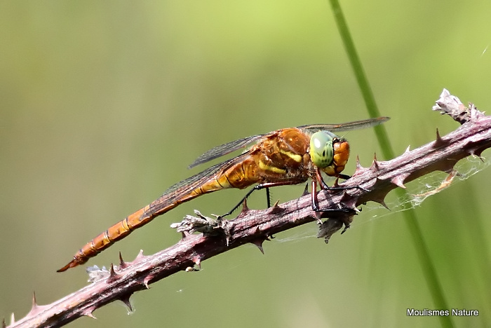 Norfolk Hawker (Anaciaeshna isosceles) M