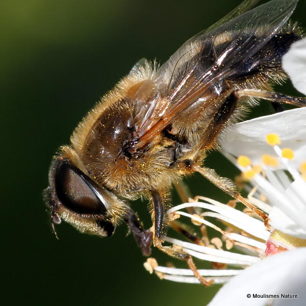 Eristalis pertinax (Tapered Dronefly)