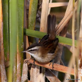 Moustached Warbler (Acrocephalus melanopogon) l'Encanyissada