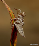 Orthetrum sp.