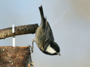 Coal Tit (Parus ater)