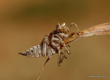 Orthetrum sp.