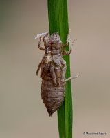 Green-eyed Hooktail (Onychogomphus forcipatus)