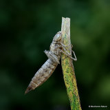 Emperor dragonfly (Anax imperator)