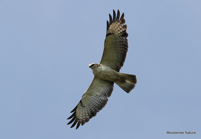 Buteo buteo juv