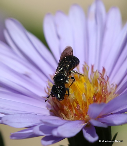 Small carpenter bee sp. Ceratina cucurbitina F