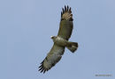 Buteo buteo juv