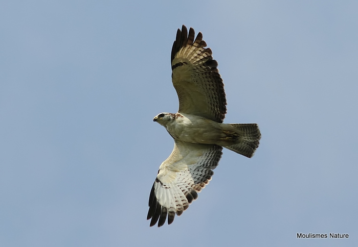 Buteo buteo juv
