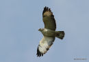 Buteo buteo juv
