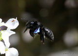 Carpenter Bee sp. (Xylocopa violacea/valga)