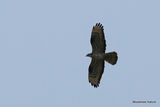 European Honey Buzzard (Pernis apivorus) F-Ad