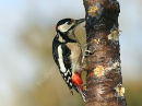 Great Spotted Woodpecker (Dendrocopos major) M