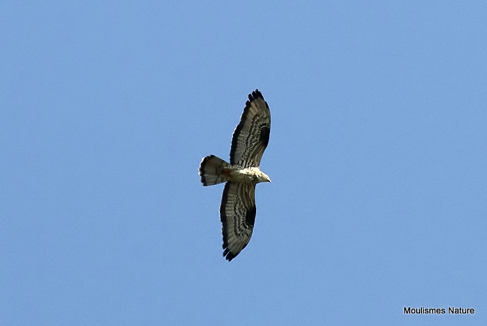 European Honey Buzzard (Pernis apivorus) M-Ad