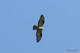 European Honey Buzzard (Pernis apivorus) M-Ad